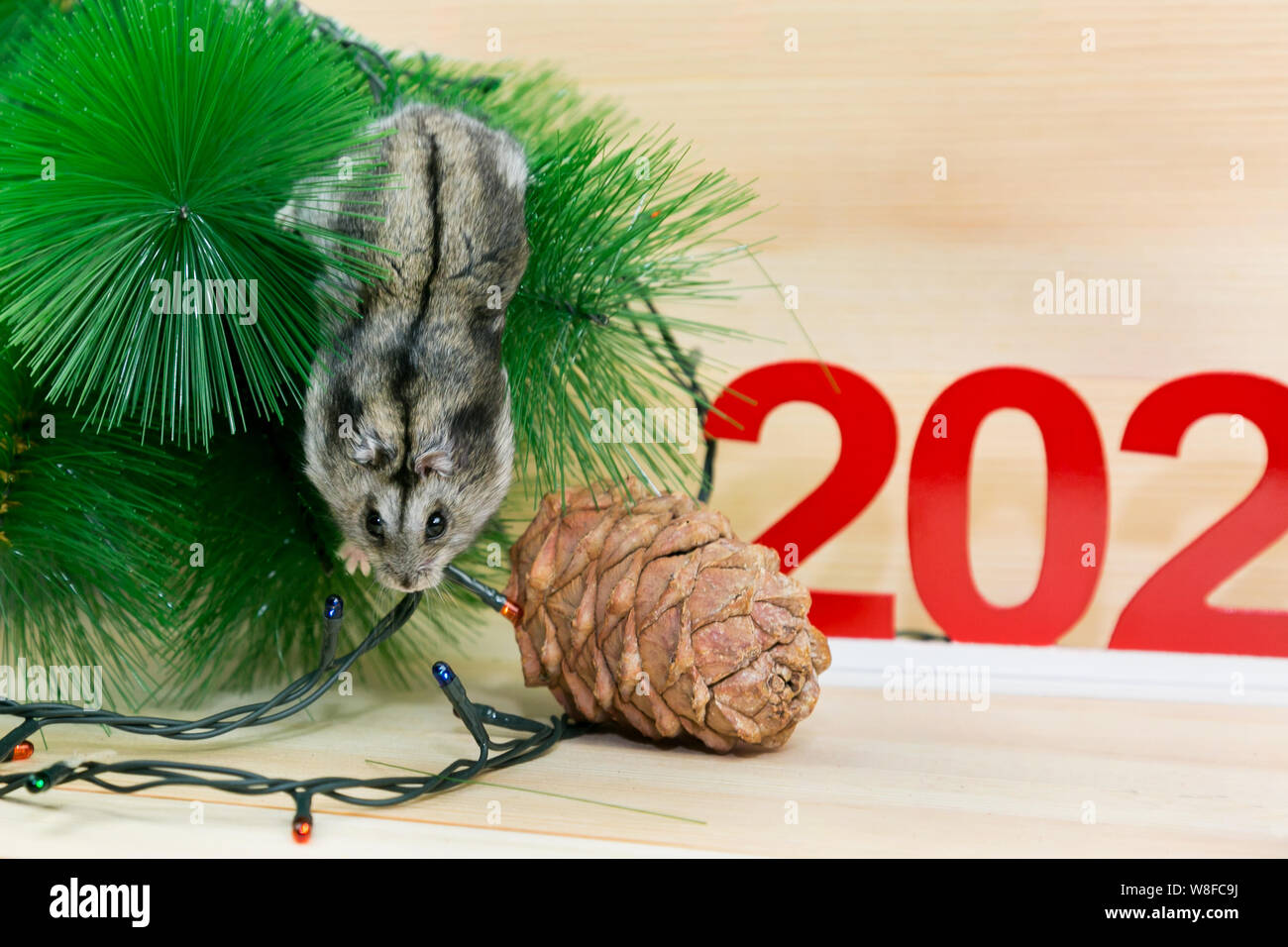 The hamster runs around the Christmas tree, descends from the tree to