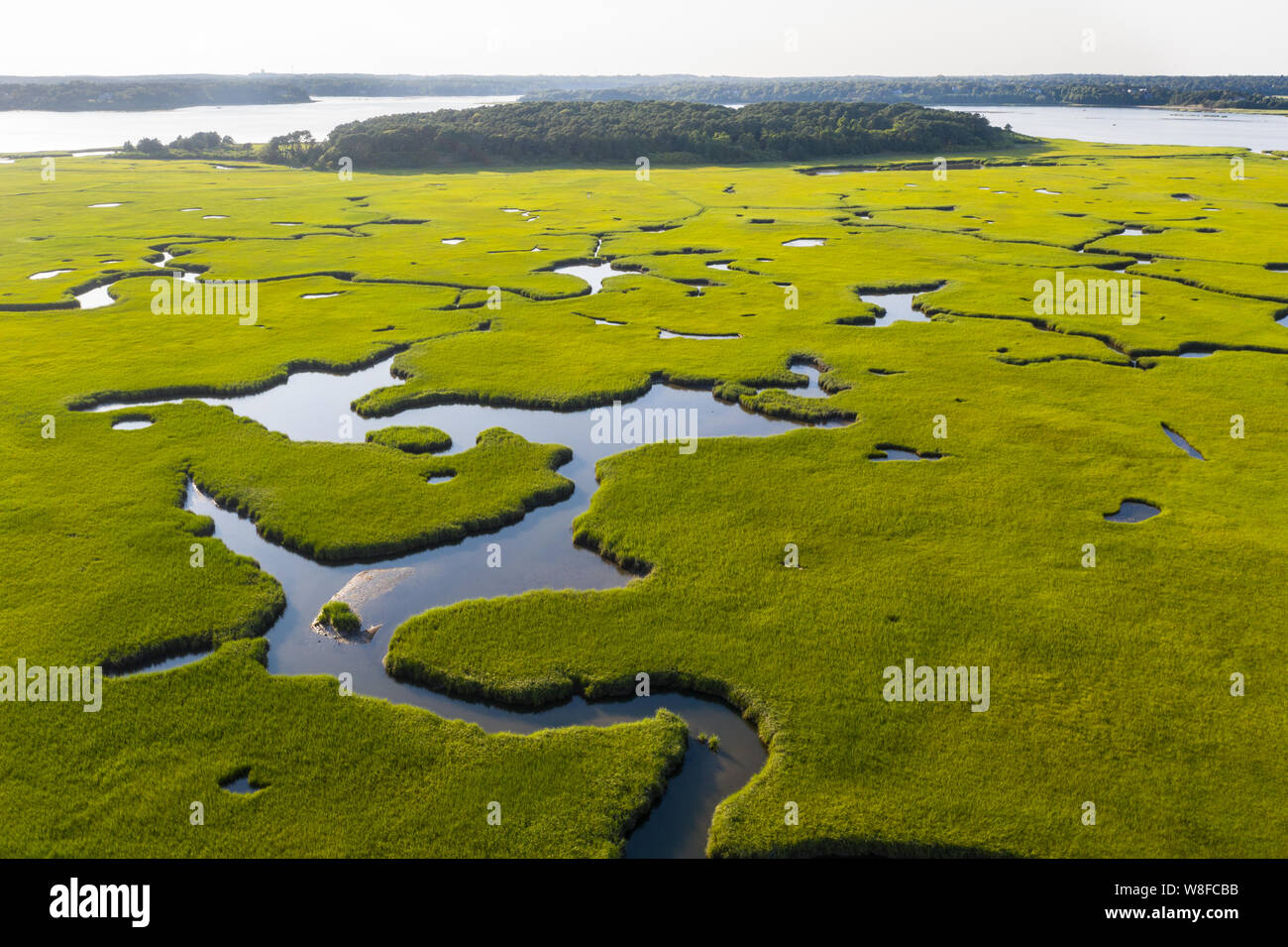 A healthy salt marsh grows in Pleasant Bay on Cape Cod, Massachusetts