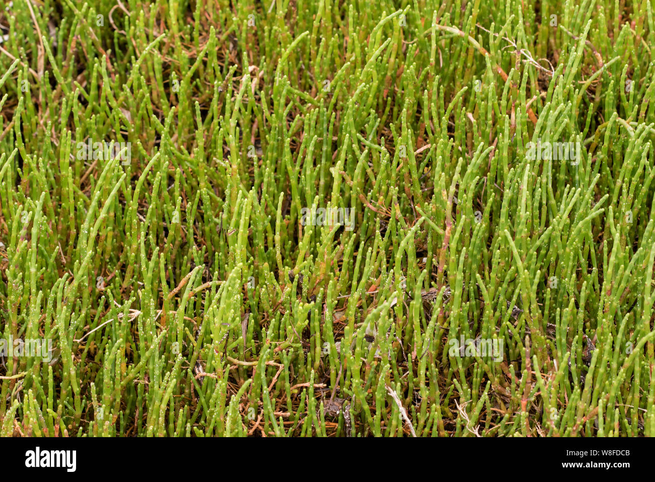 salicornia or samphire (Salicornia europaea), O Grove, Spain 21 June 2018 Stock Photo