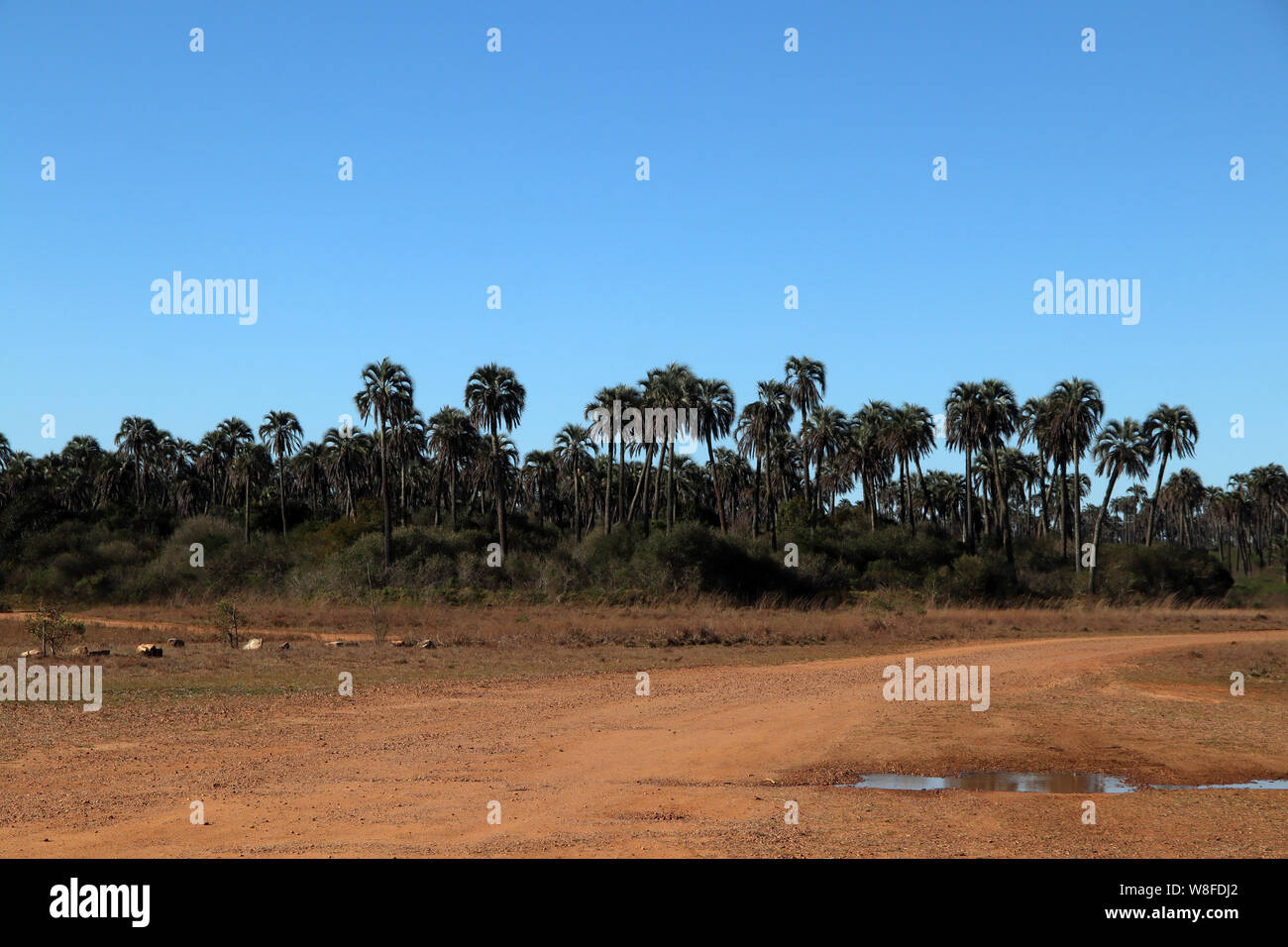 ENTRE RÍOS, View of National Park 'El Palmar', reserve of palms and original species 400 kilometers at north of Buenos Aires, Argentina Stock Photo