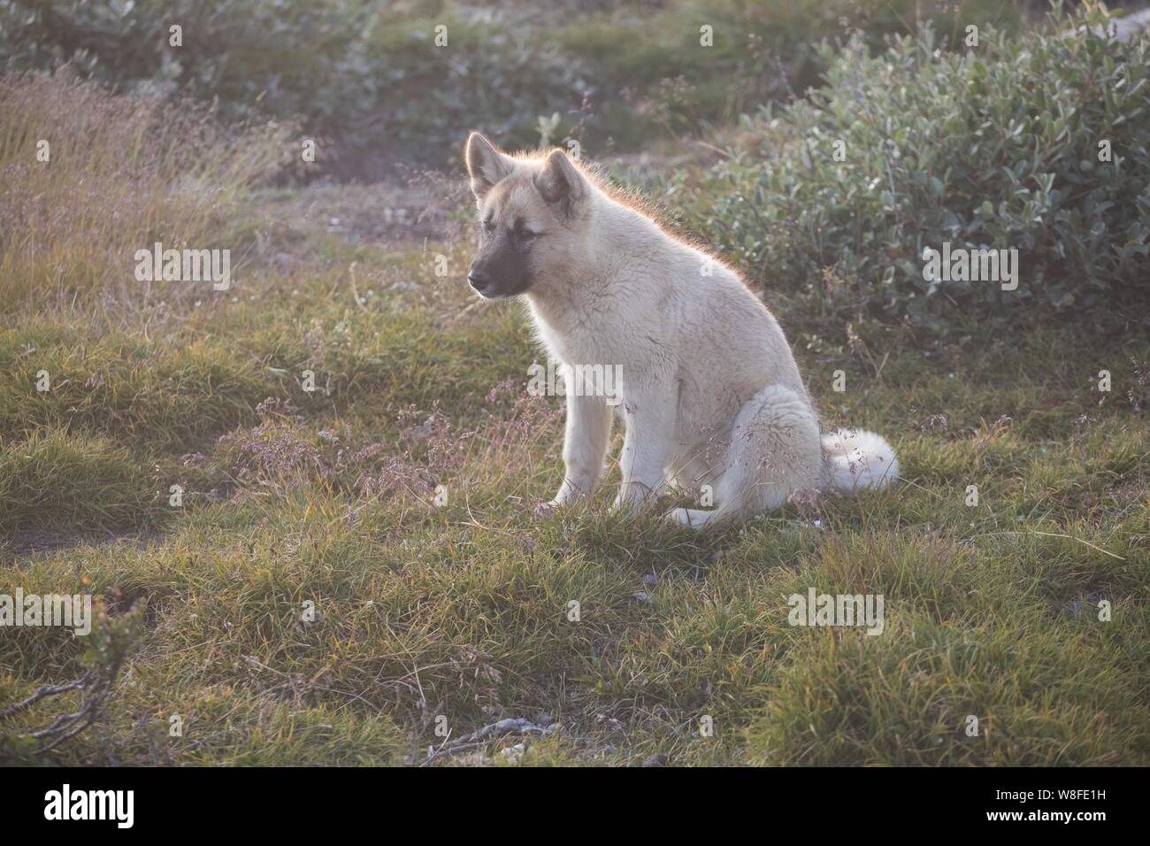 Beautiful greenland sled dog lighted with backlight from warm summer sun. Ilulissat, Greenland. Greenland Dog puppy Stock Photo
