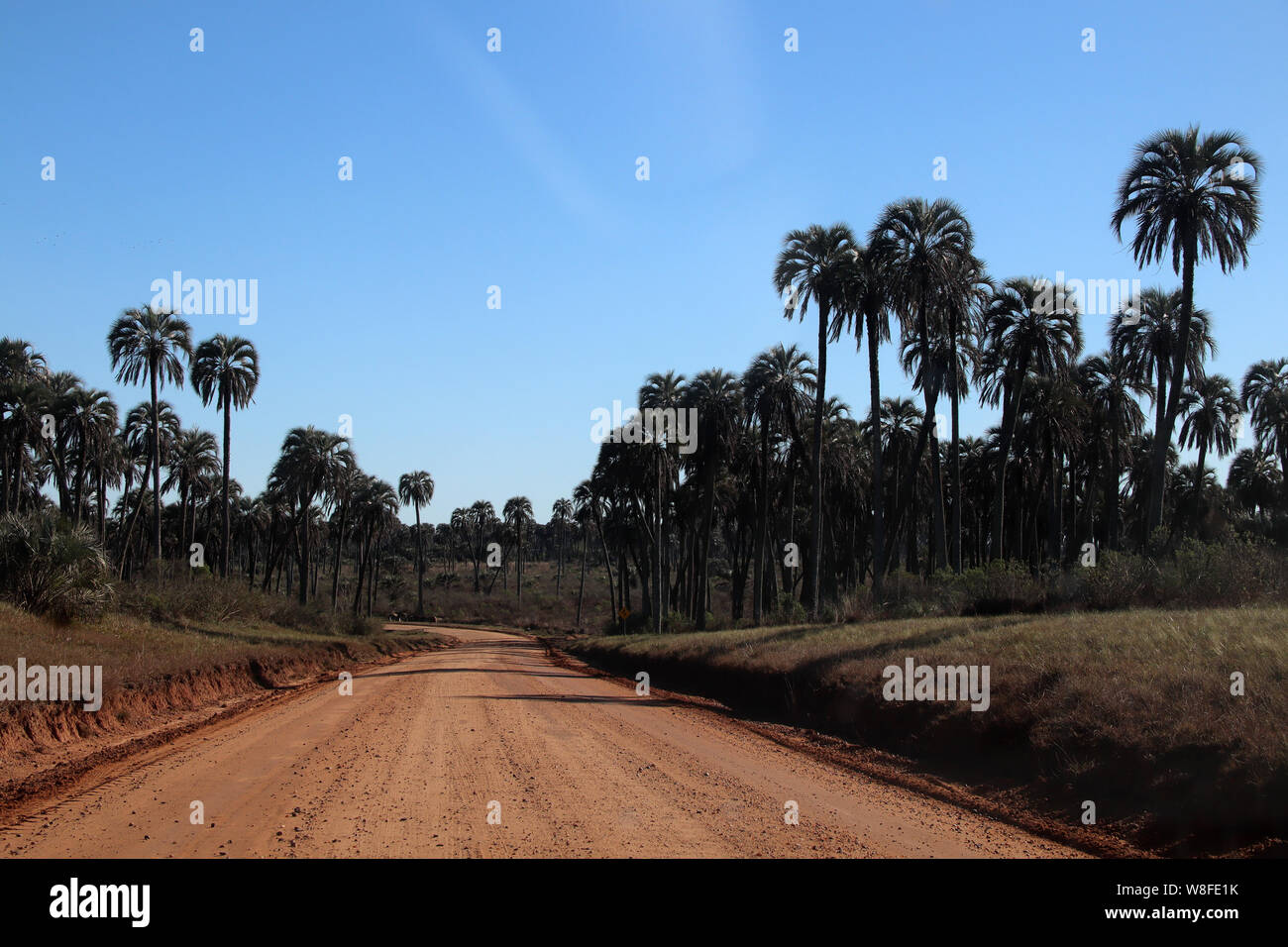 ENTRE RÍOS, View of National Park 'El Palmar', reserve of palms and original species 400 kilometers at north of Buenos Aires, Argentina Stock Photo