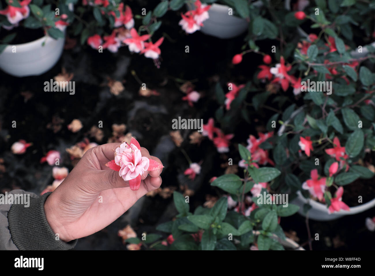 Woman hand pick up pink hardy fuchsia flower that fall from lady 's ear drops plant in ornamental garden Stock Photo