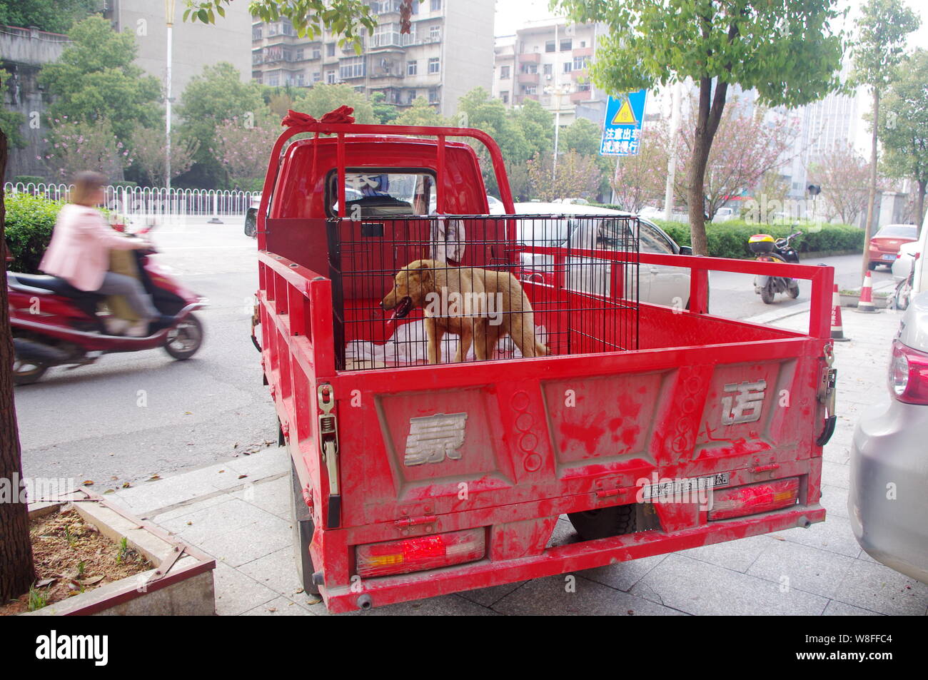 The dog, which survived after hit by a car and carried in the front ...