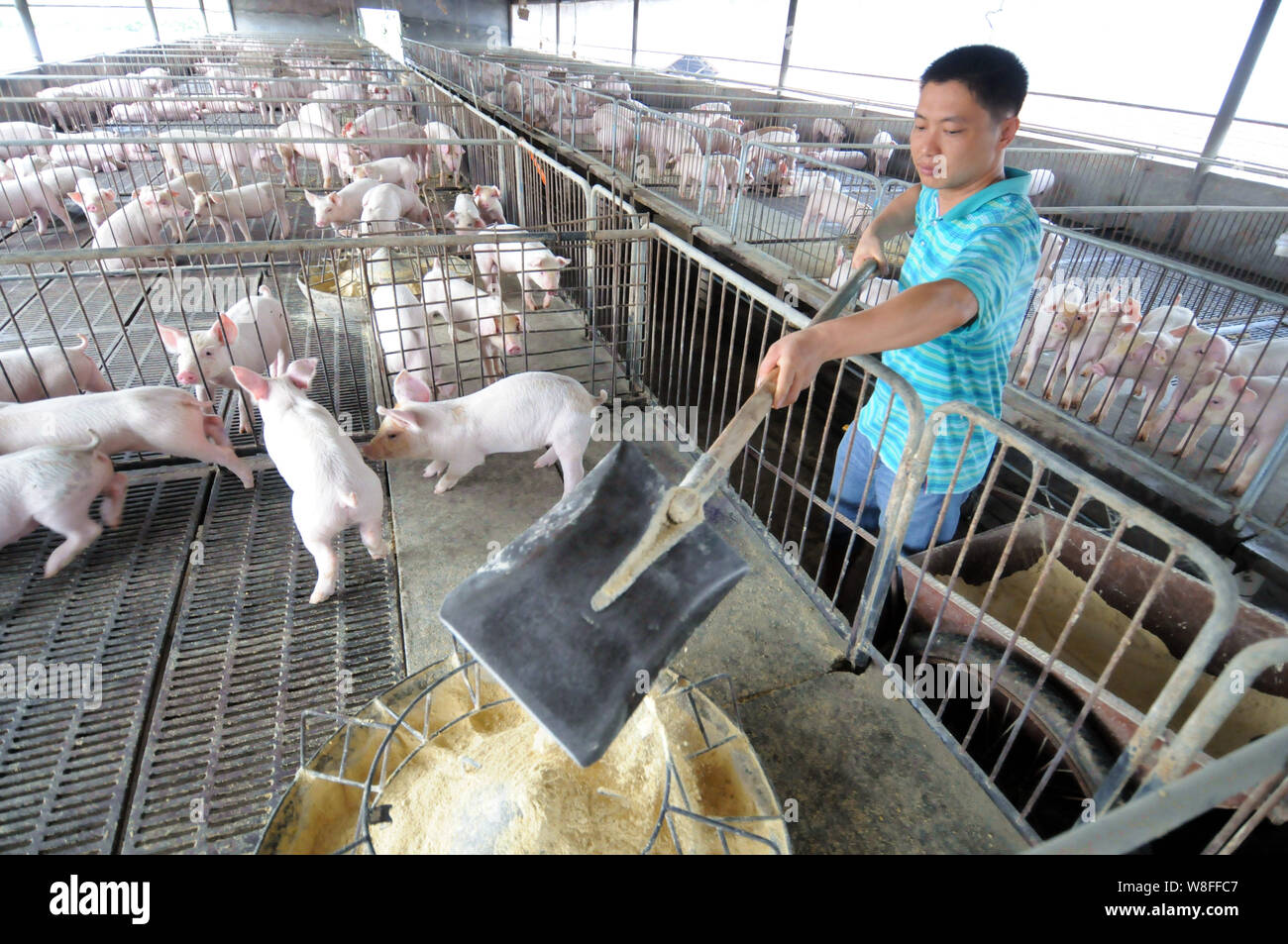 --FILE--A Chinese worker feeds pigs at a pig farm in Toutang town, Tianyang county, Baise city, south China's Guangxi Zhuang Autonomous Region, 17 Jul Stock Photo