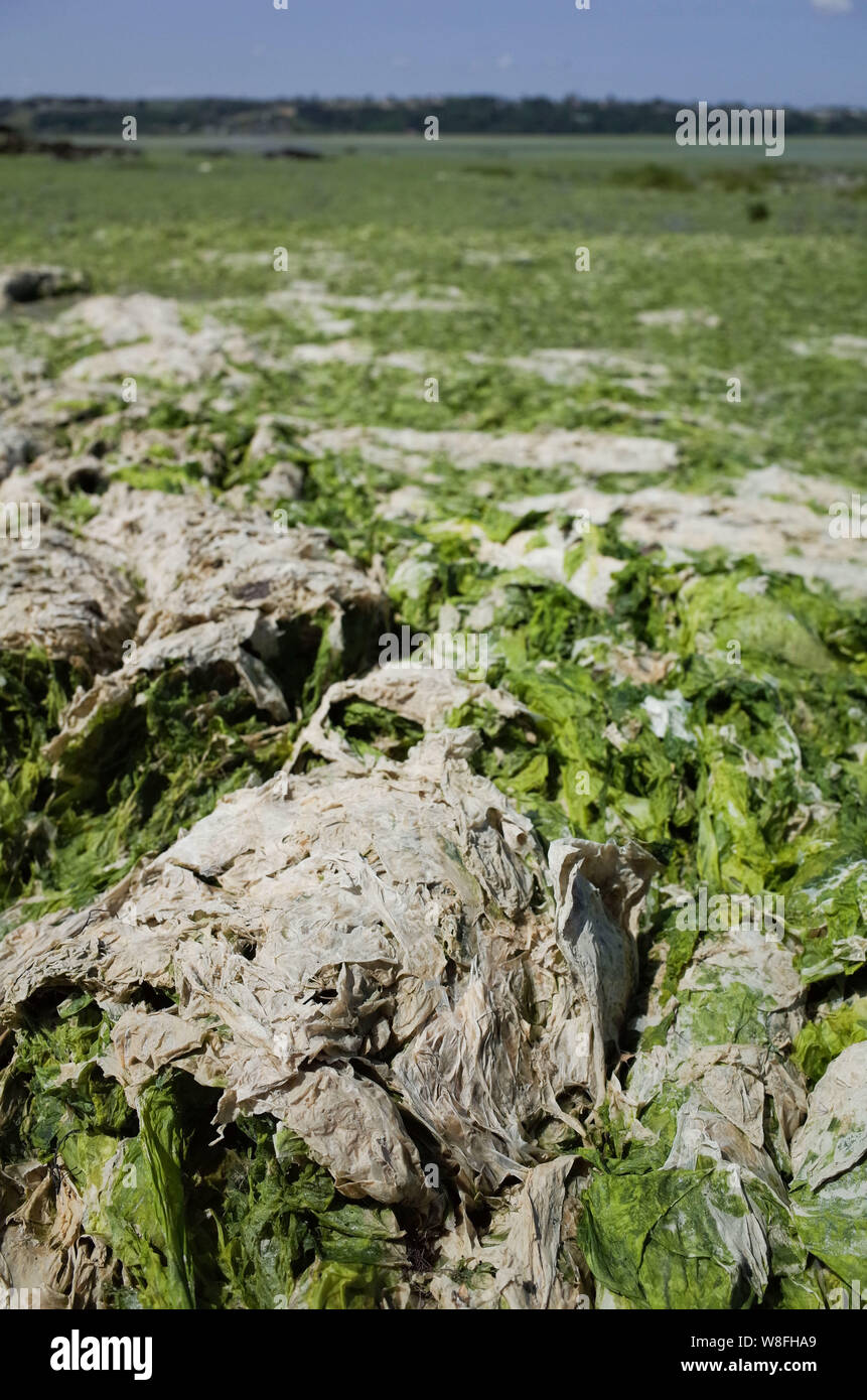 *** STRICTLY NO SALES TO FRENCH MEDIA OR PUBLISHERS *** July 16, 2019 - Saint-Brieuc, France: Close up photo of toxic green algae on the beach of Valais, whose access has been closed by the municipality due to a massive surge of potentially toxic green algae. The green algae becomes the color of sand when it dries up. Stock Photo