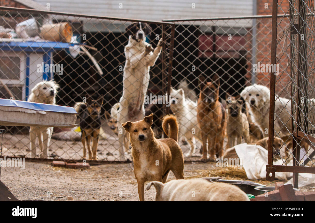 Animal rescue center hi-res stock photography and images - Alamy