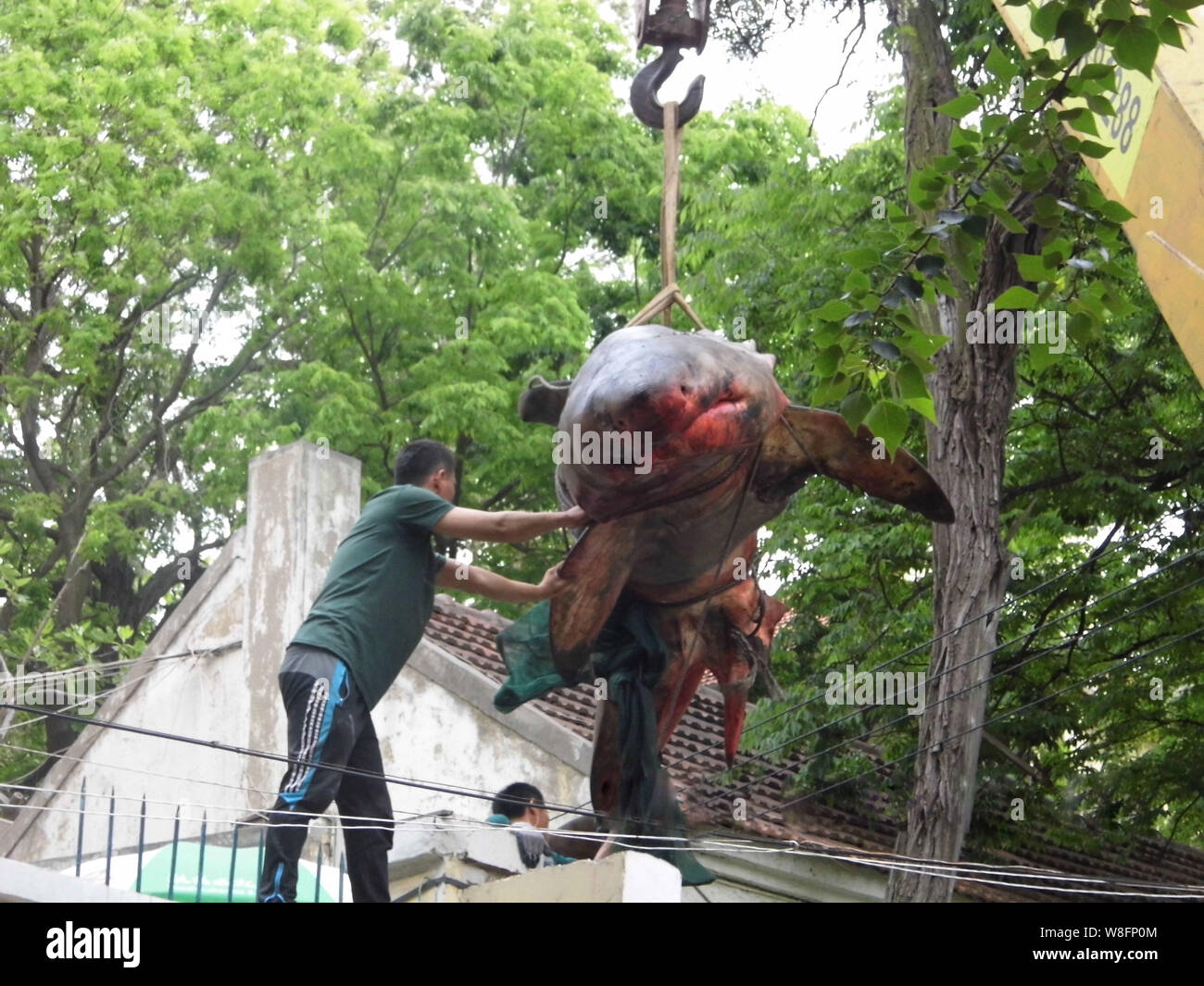 A dead great white shark, six-meter long and about 500 kg in weight, is being lifted by a crane to a house in Qingdao city, east Chinas Shandong provi Stock Photo
