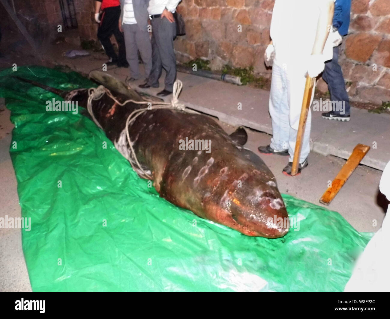 A dead great white shark, six-meter long and about 500 kg in weight, is seen on a road in Qingdao city, east Chinas Shandong province, 18 May 2015. Stock Photo