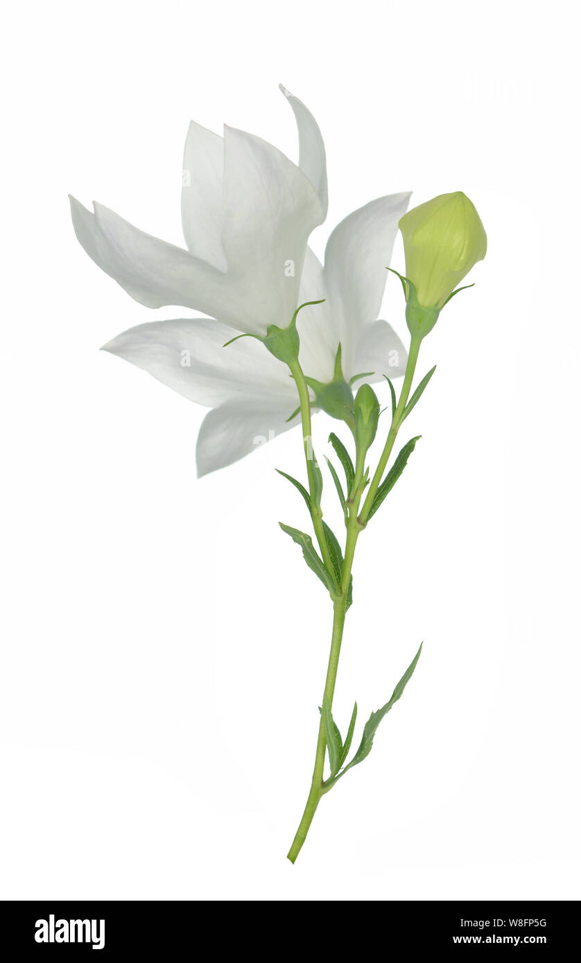 White Platcodon flowers isolated on white Stock Photo