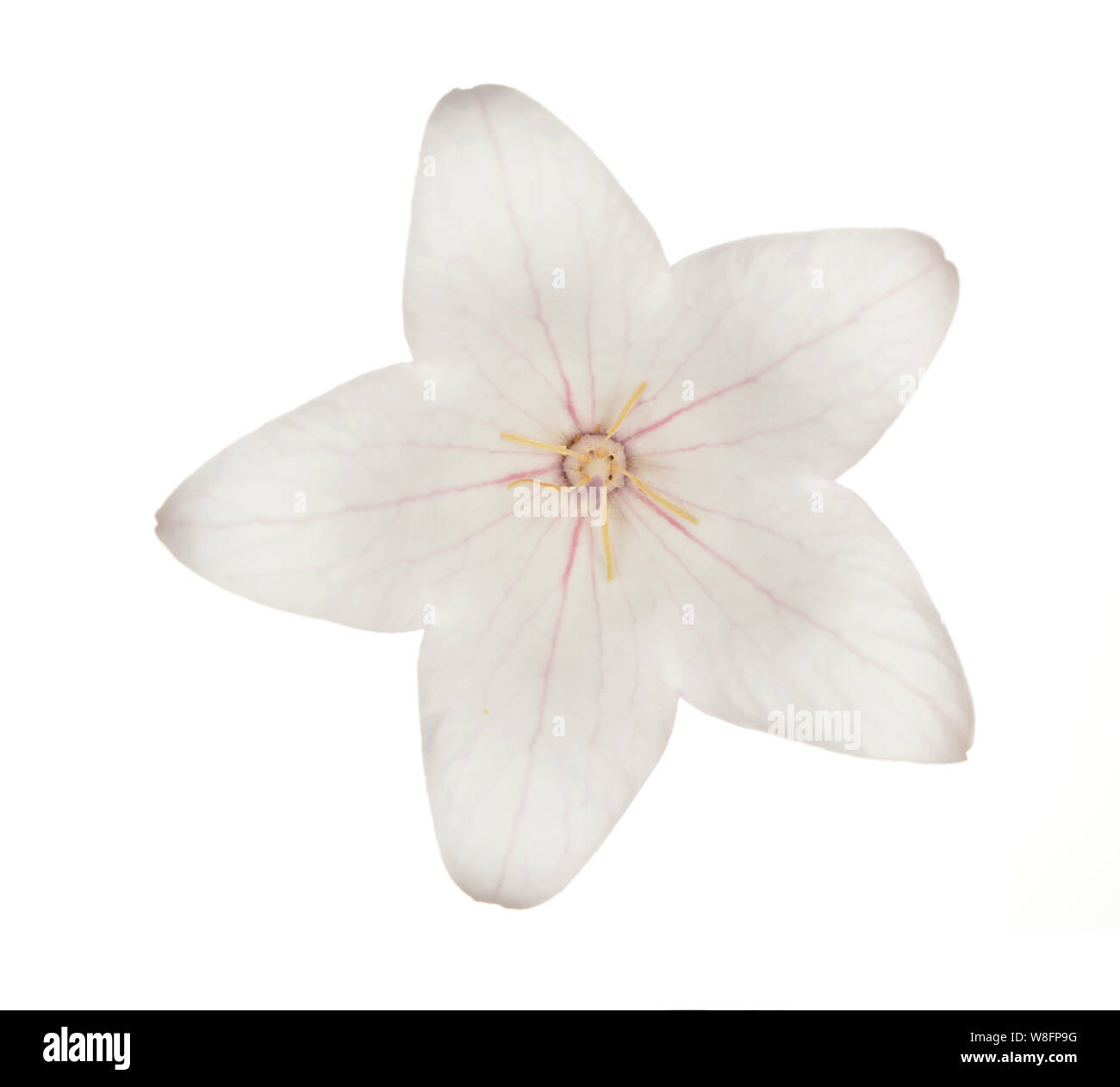 Pink Platcodon flowers isolated on white Stock Photo
