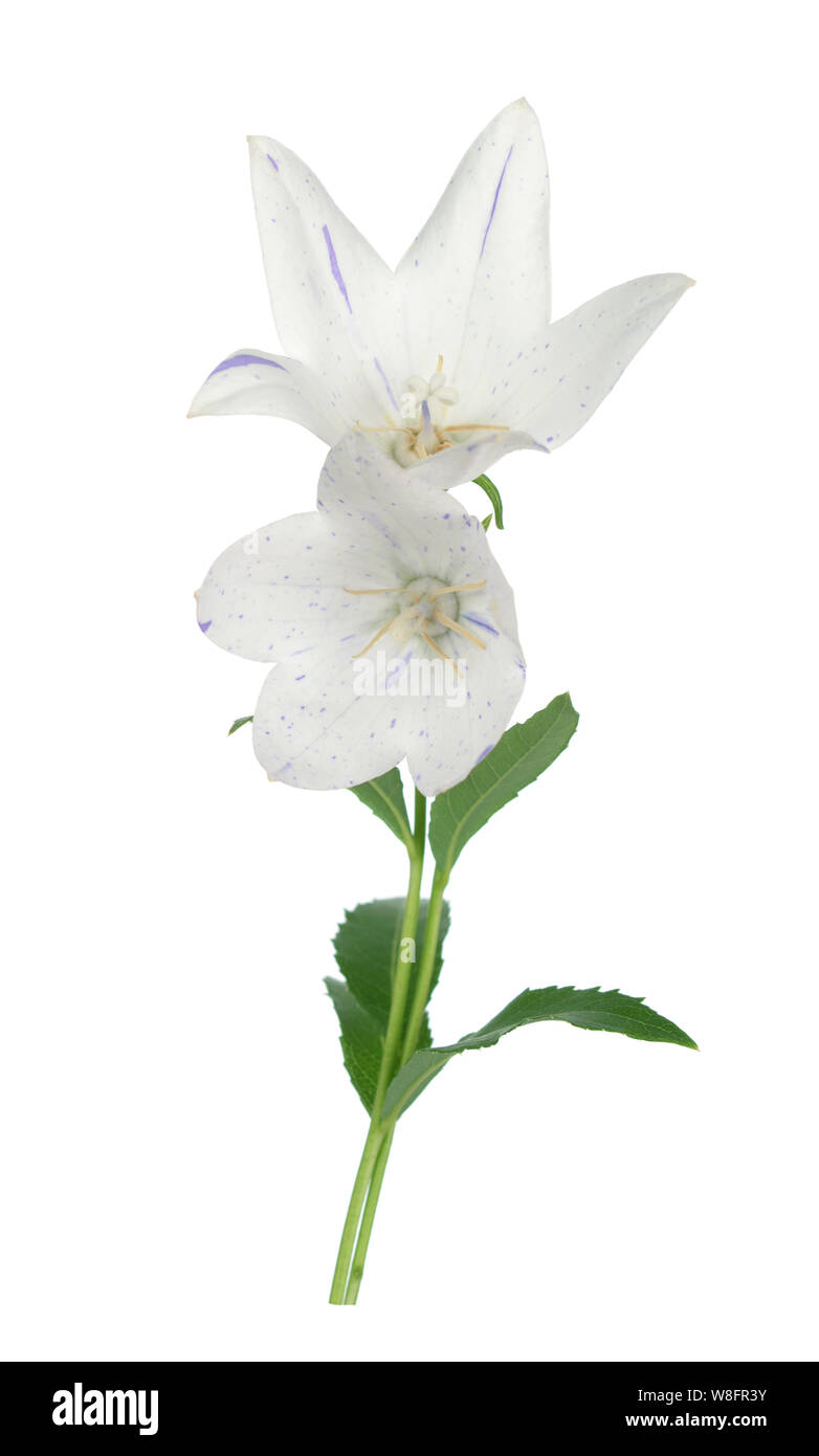 White Platcodon flowers isolated on white Stock Photo