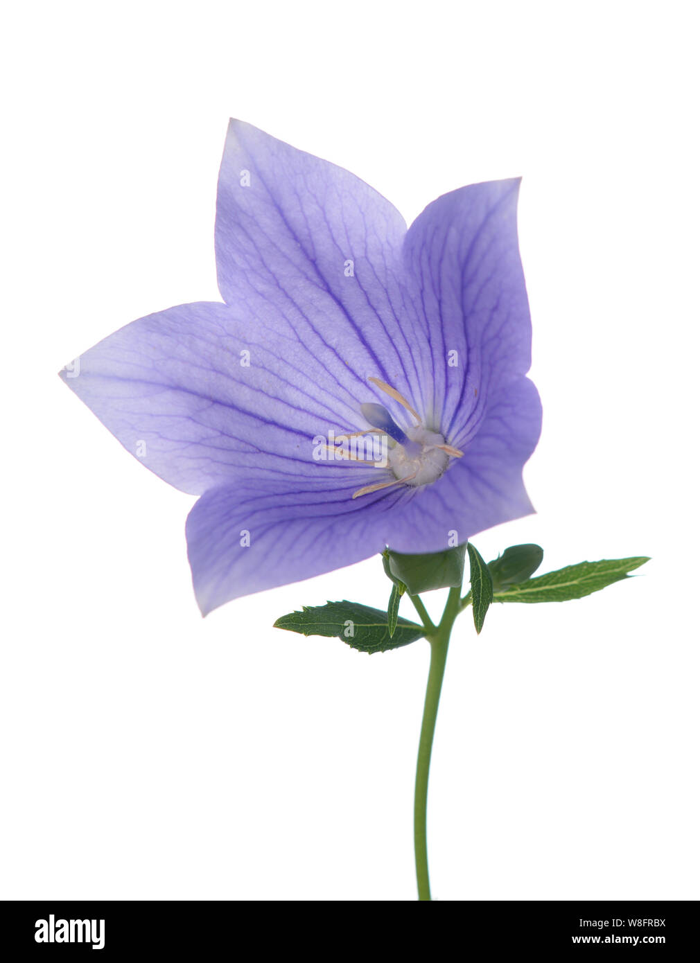 Platycodon grandiflorus flower on white Stock Photo