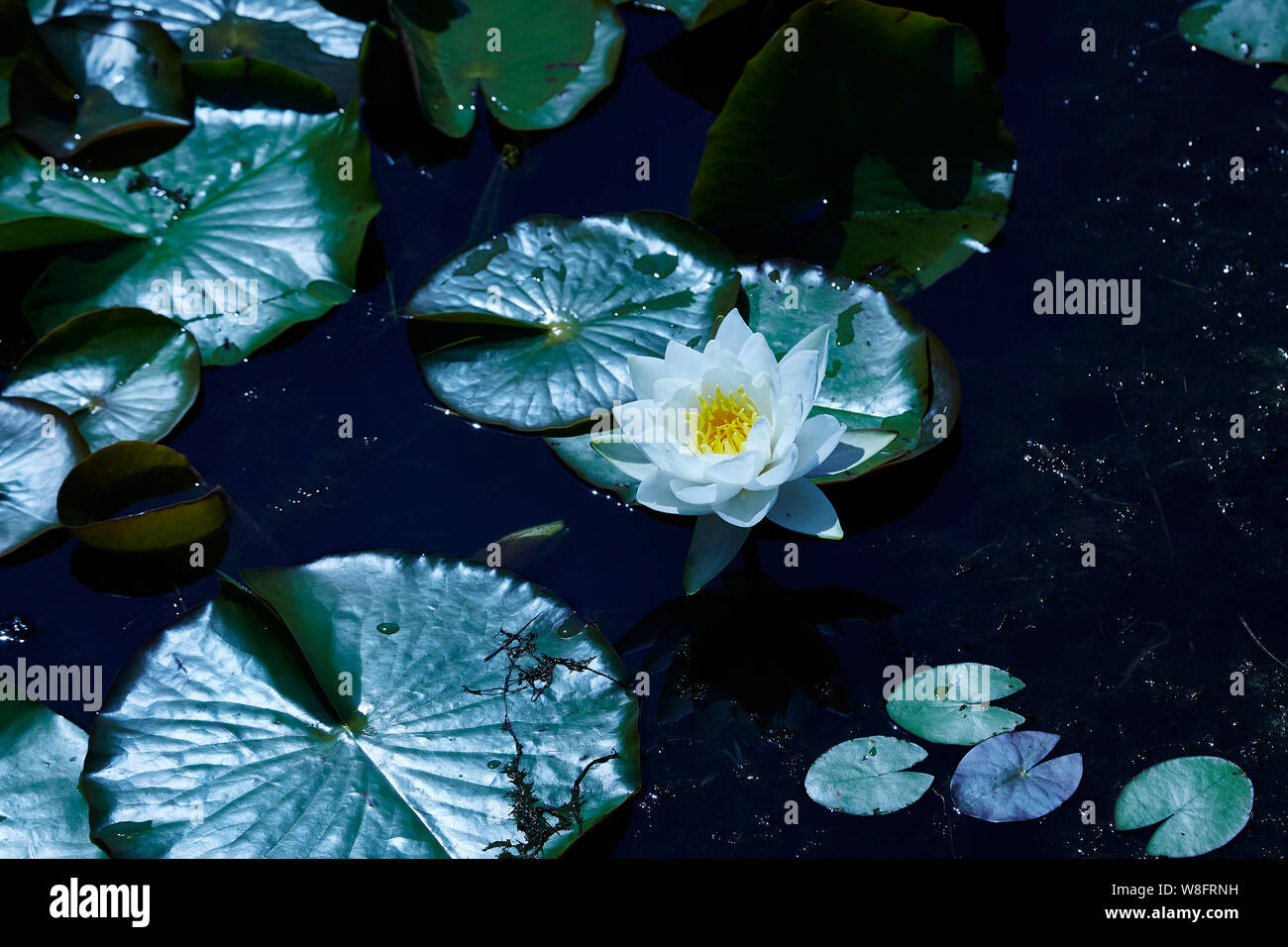 White Water Lilies,on a sunny day in a lake, Stock Photo