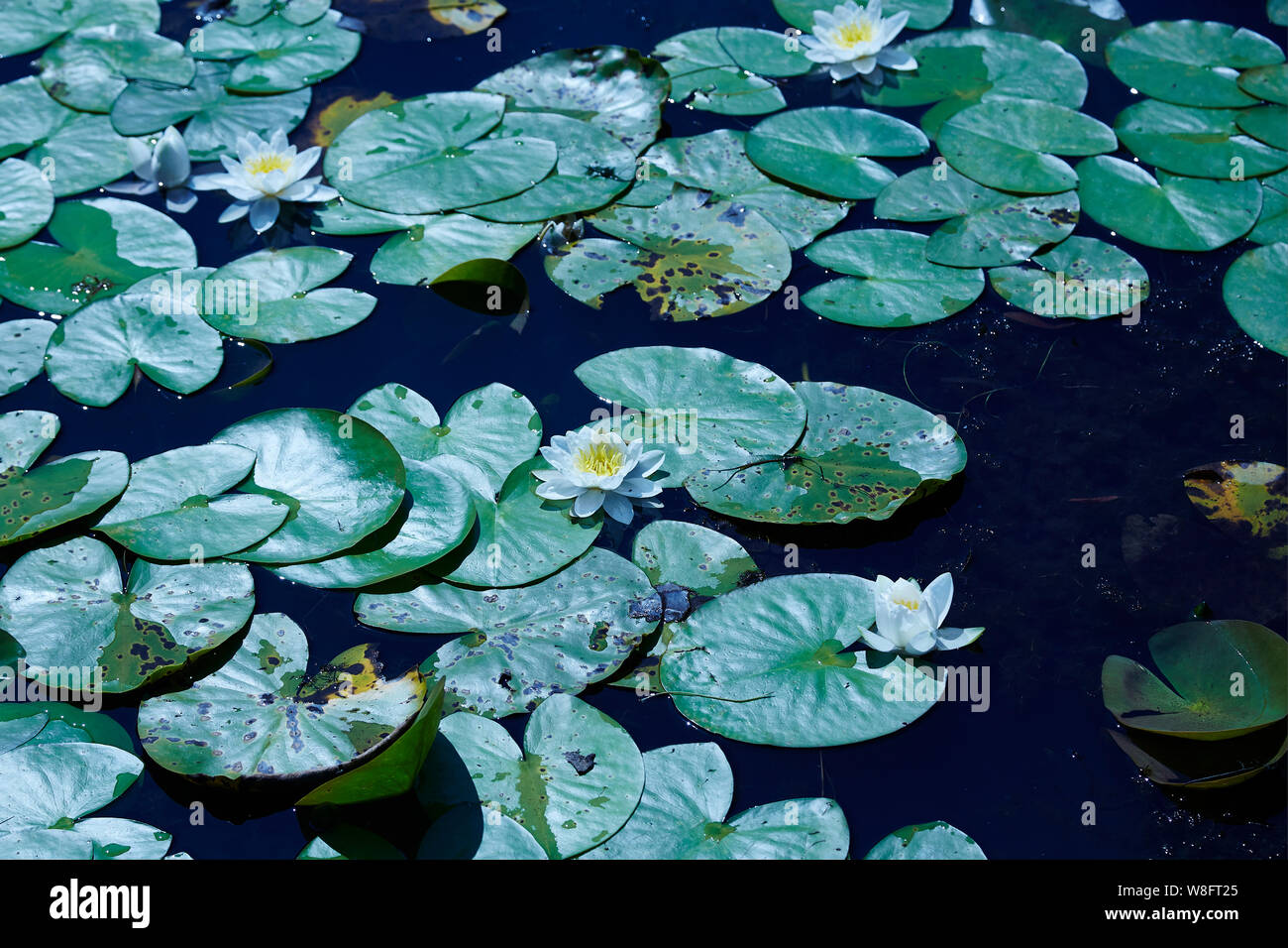 White Water Lilies,on a sunny day in a lake, Stock Photo