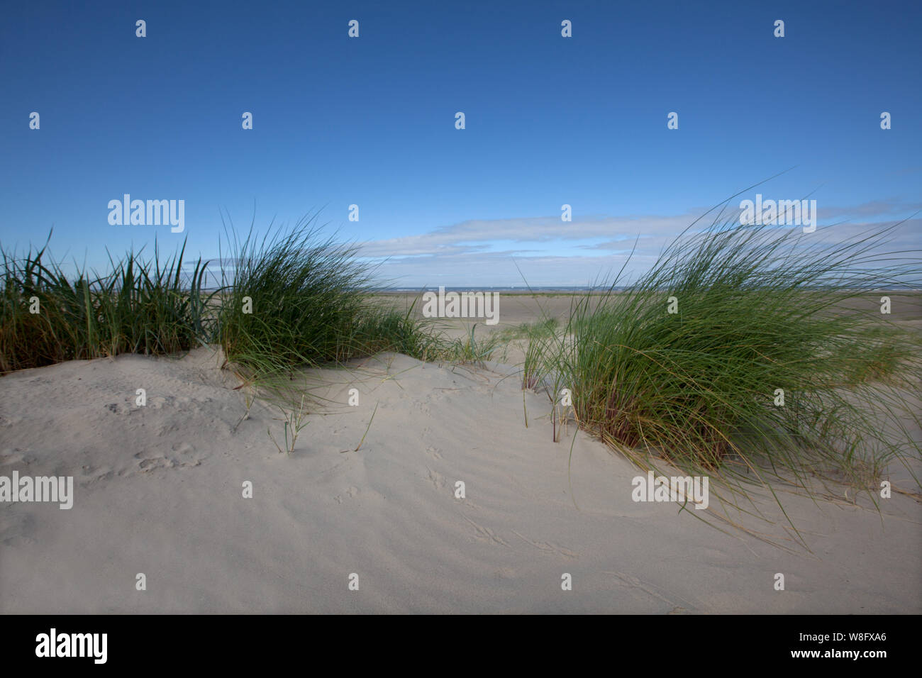 Dunes of Borkum, Germany, Europe, Isle, Borkum, a way to the sea Stock Photo