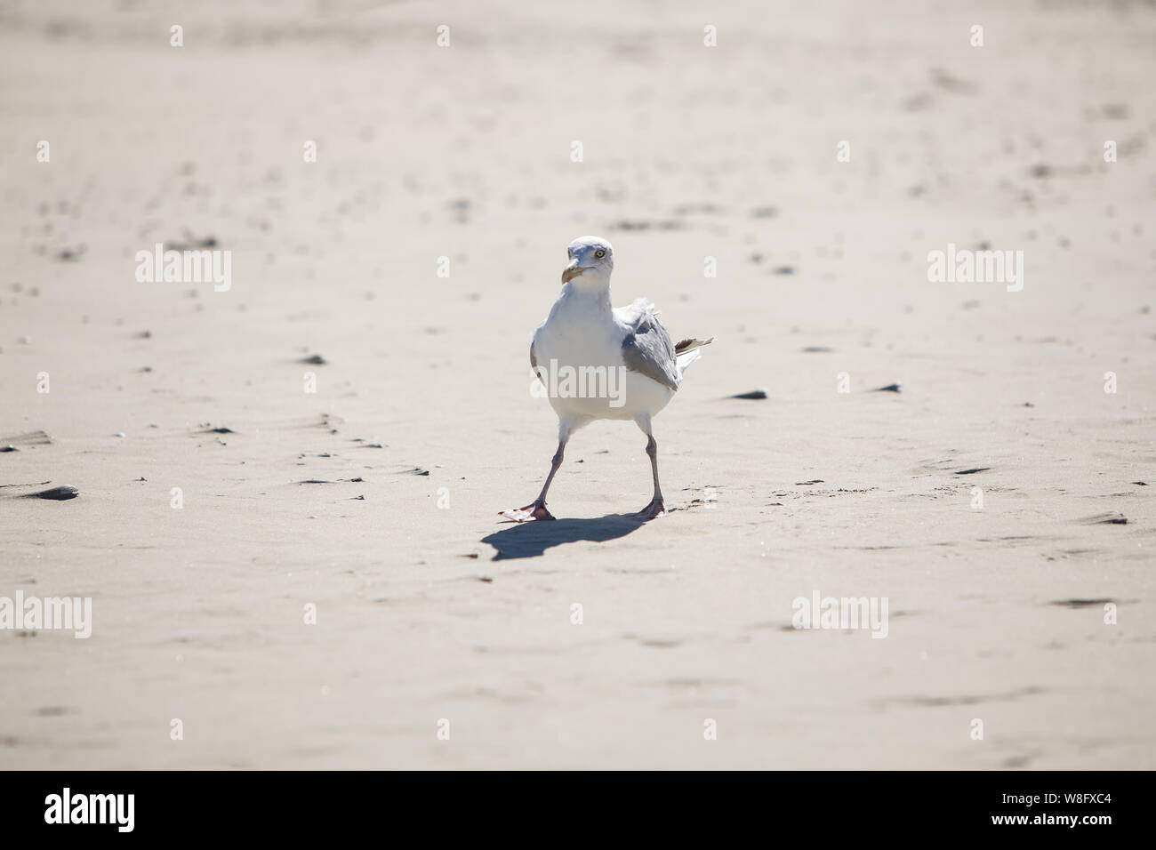 Borkum dunes , a mowe walking at the beach Stock Photo