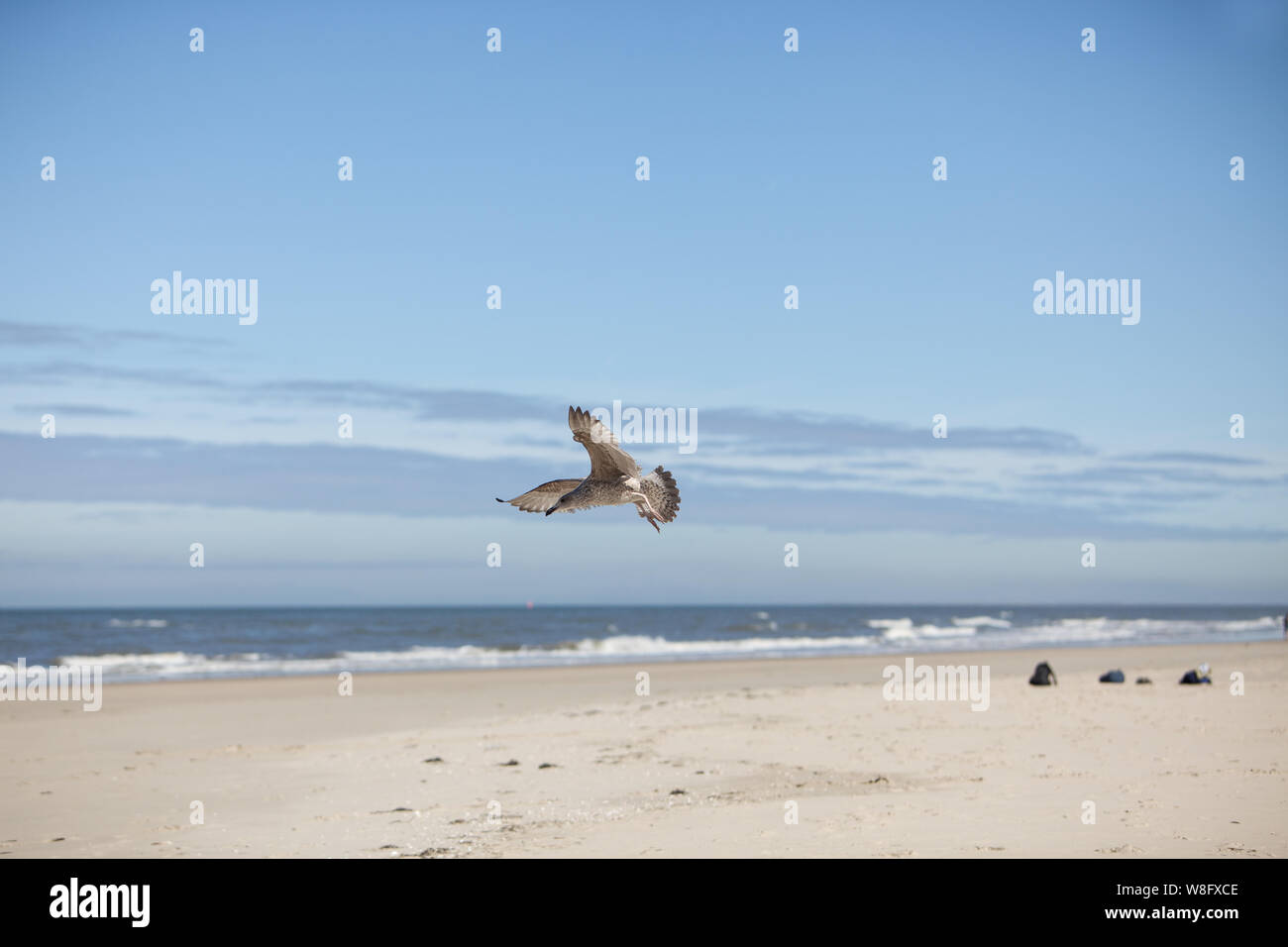 Borkum dunes , a mowe flying at the beach Stock Photo