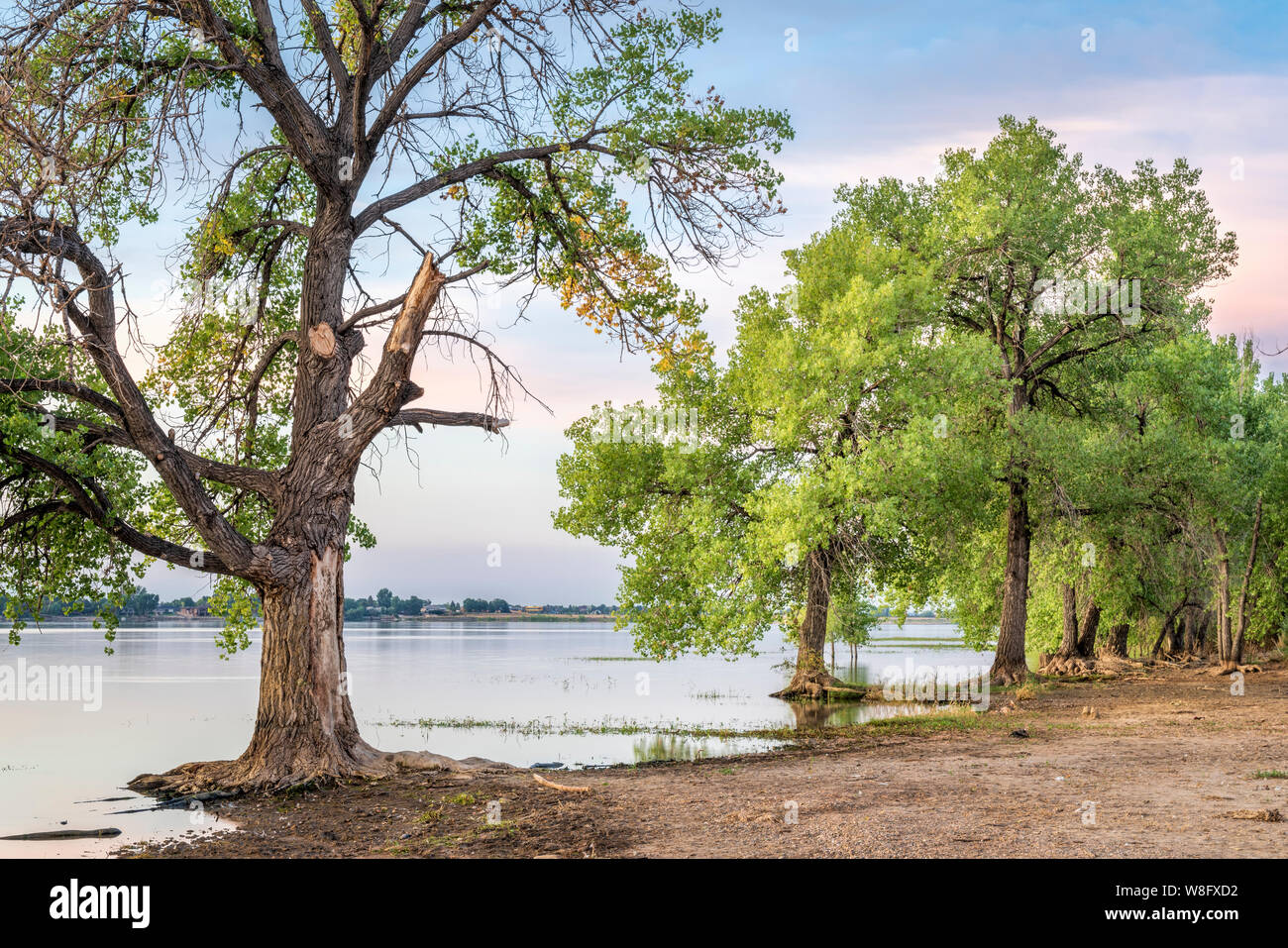 cottonwood trees on a beach in Boyd Lake State Park in northern