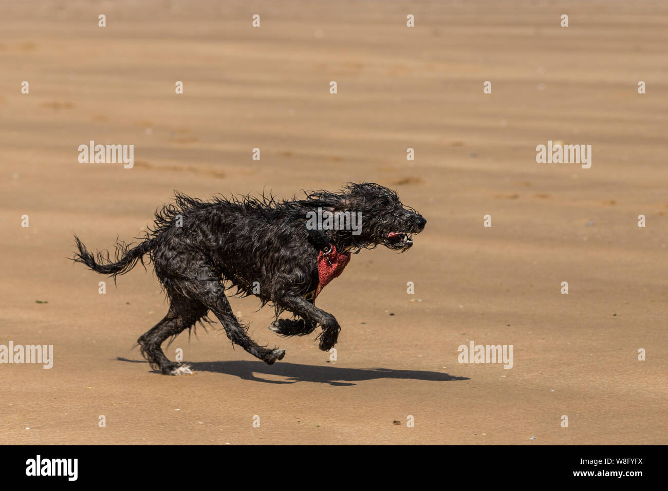 A shaggy wet dog chasing a ball on the beach Stock Photo