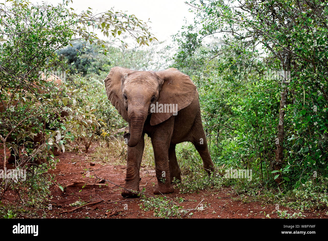Baby Elephant at The Sheldrick wildlife Trust in Nairobi Kenya Stock