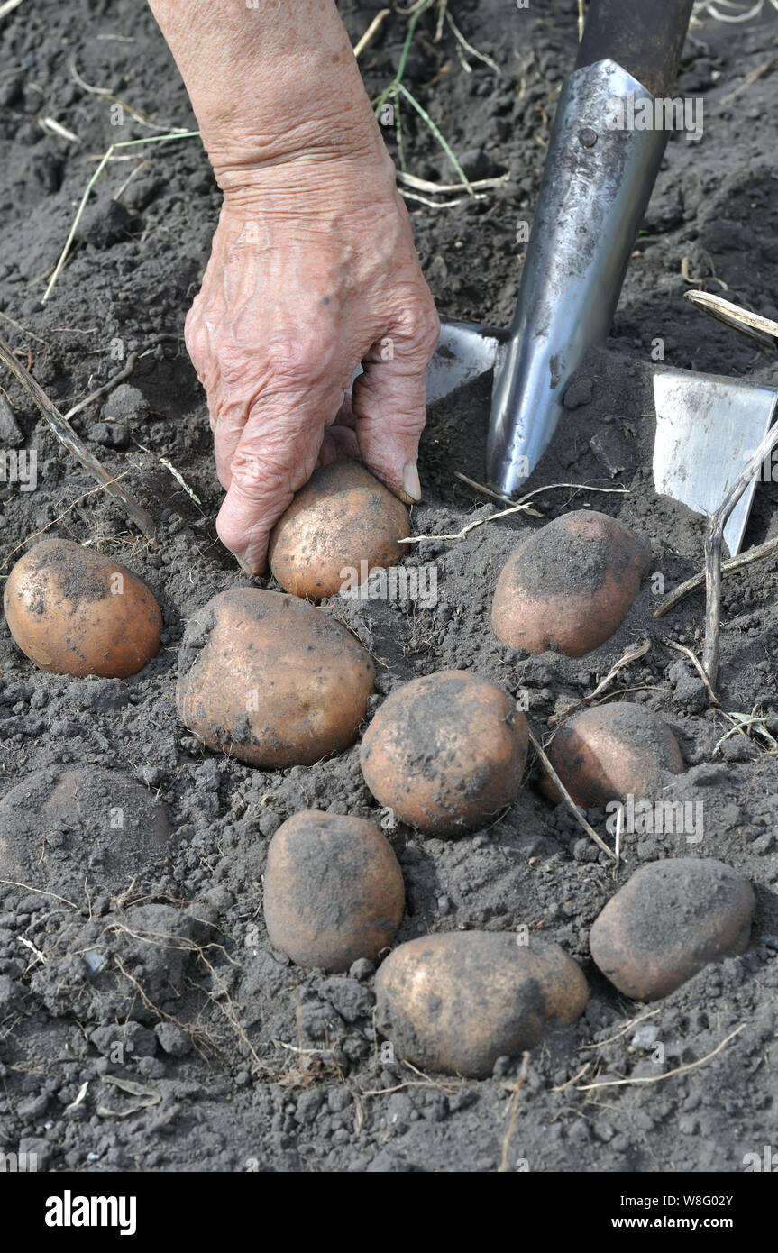 gardener's hands picking fresh organic potatoes in the field Stock Photo
