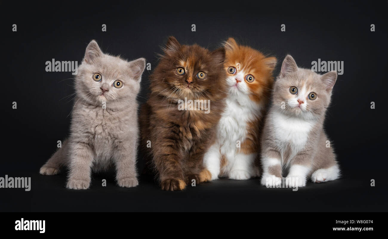 Row of multi colored litter of British Longhair and Shorthair kitten, sitting facing camera. Looking curious at viewer. Isolated on black background. Stock Photo