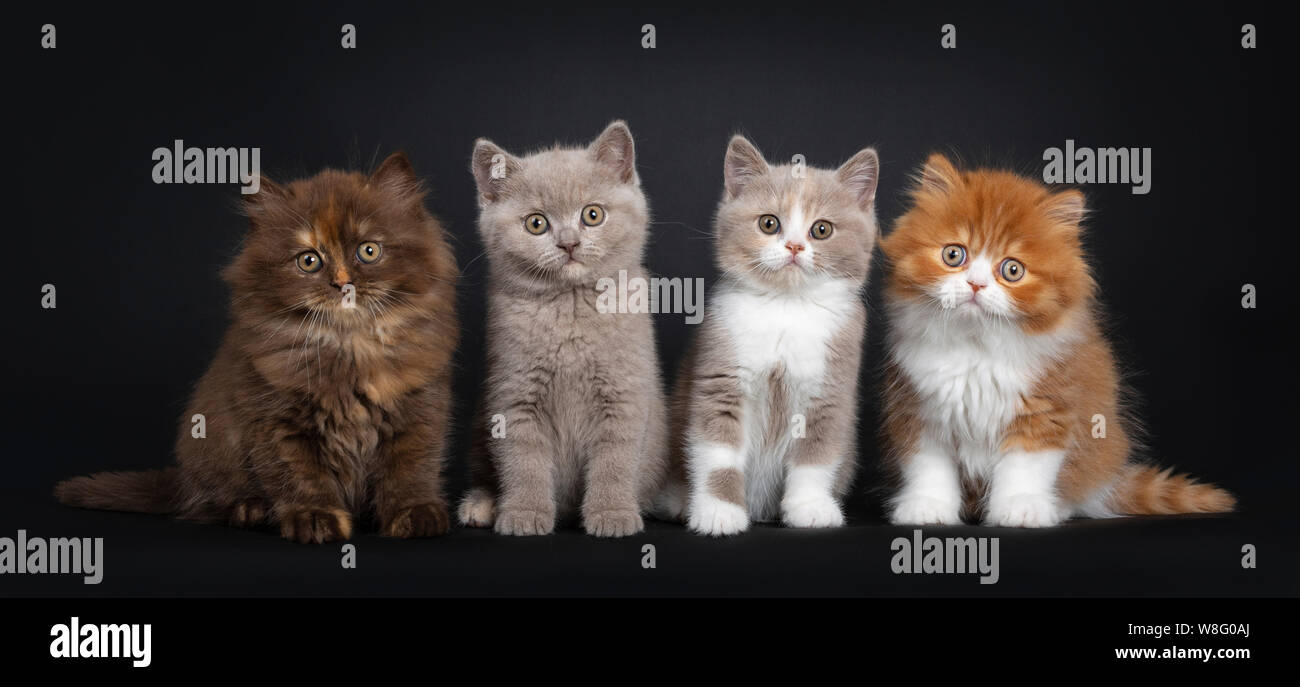 Row of multi colored litter of British Longhair and Shorthair kitten, sitting facing camera. Looking curious at viewer. Isolated on black background. Stock Photo