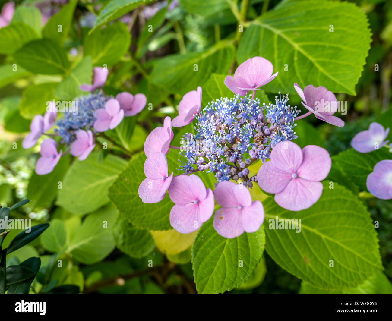 Hortensia in the Garden, (Hydrangea Macrophylla), Bavaria, Germany, Europe Stock Photo