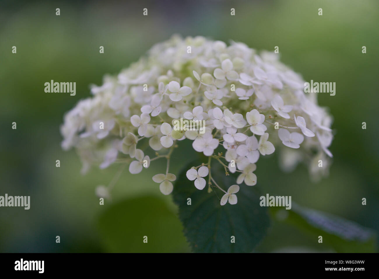 Hydrangea blossom close up Stock Photo - Alamy