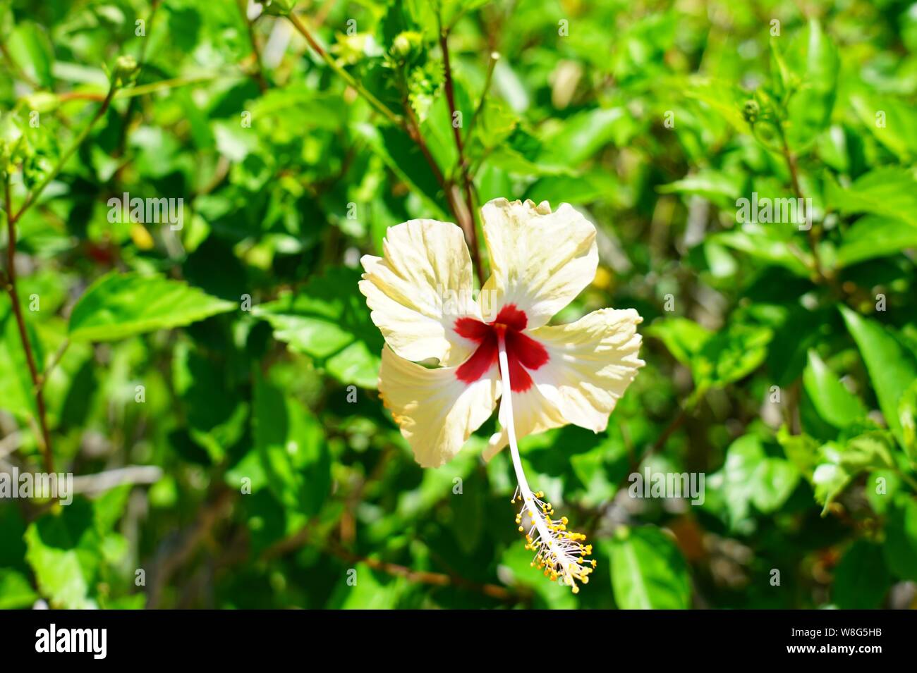 Pale Yellow Hibiscus Flower In Bloom Stock Photo Alamy