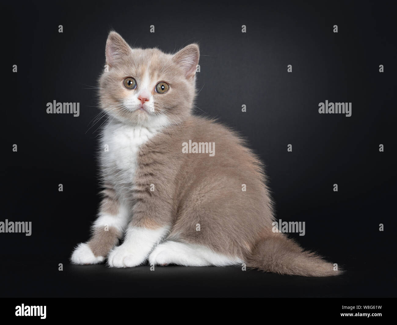 Sweet Creme Lilac With White British Shorthair Cat Kitten Sitting
