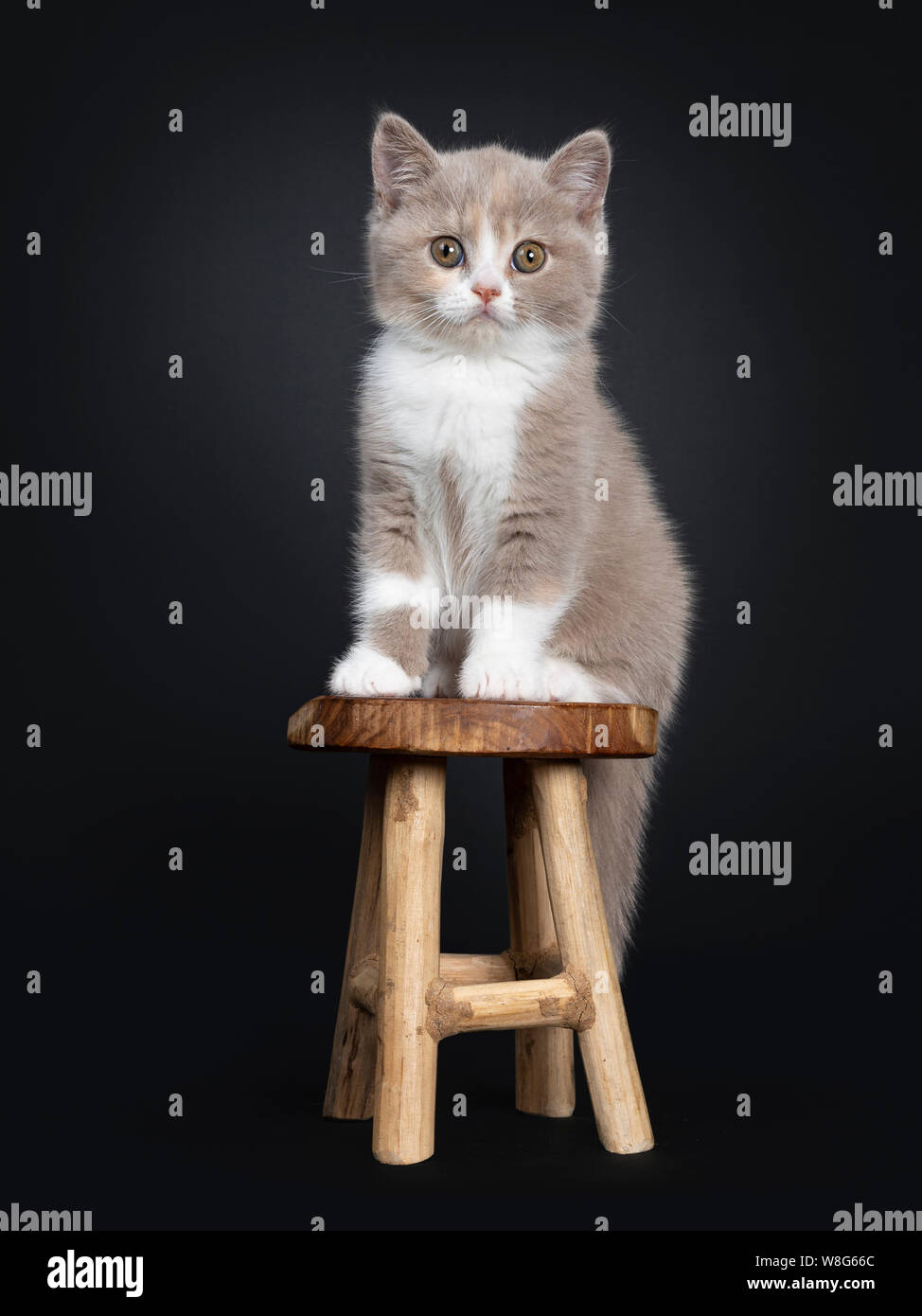 Sweet Creme Lilac With White British Shorthair Cat Kitten Sitting
