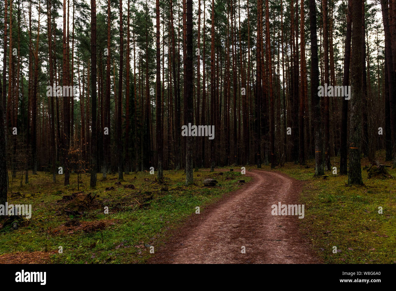 Dirt road leading through pine forest Stock Photo - Alamy
