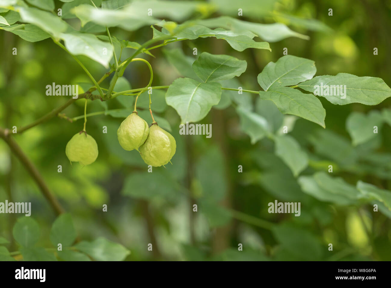 Close up of the fruit of Staphylea pinnata,European bladdernut, UK Stock Photo