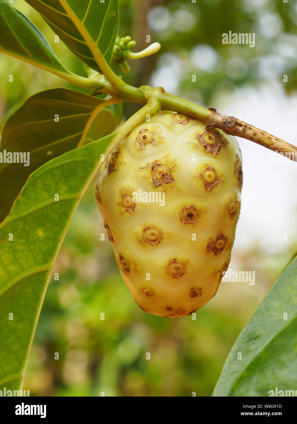 Tropical fruit Indian mulberry (Morinda citrifolia), Kochi, Kerala, India Stock Photo