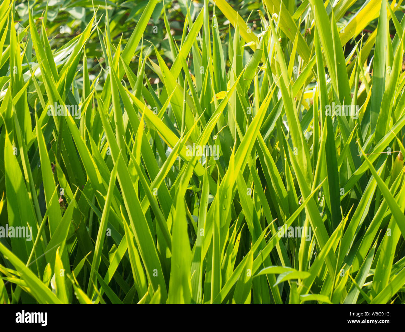 Tropical green grass, Kochi, Kerala, India Stock Photo