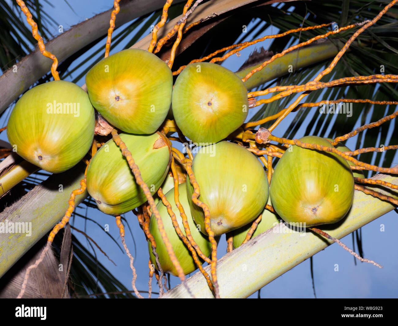 Kerala coconut tree hires stock photography and images Alamy