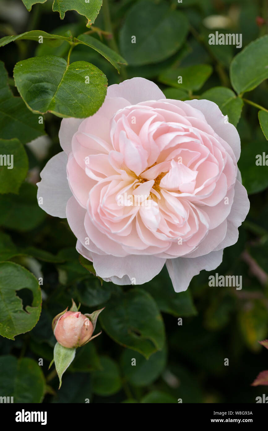 Close up of a beautiful pale pink shrub rose. A David Austin rose called Rosa Gentle Hermione