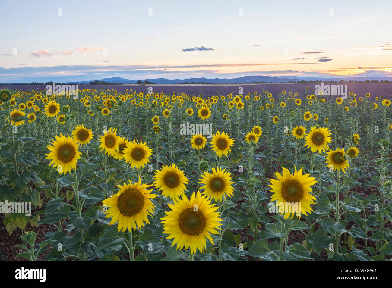 Lavender and sunflower field on the Plateau de Valensole, Provence, France. Stock Photo