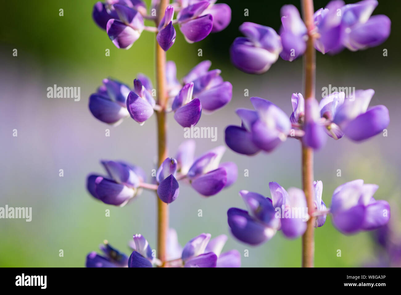 Lupin flowers (Lupinus polyphyllus) at summer field with blue, pink and