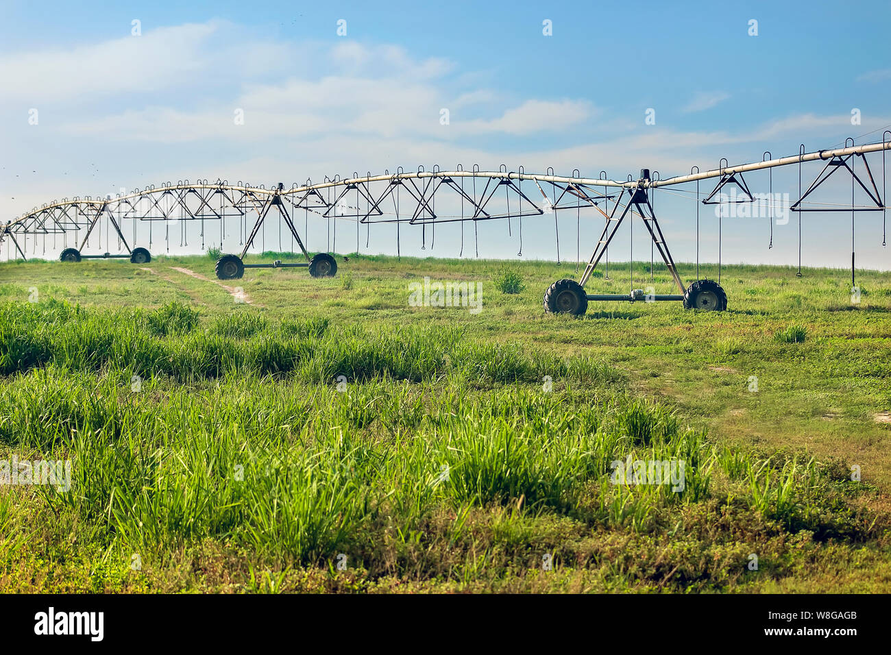 Water Sprinkler with Crop Field. Irrigation equipment on green fields : Farming lands in Qatar Stock Photo