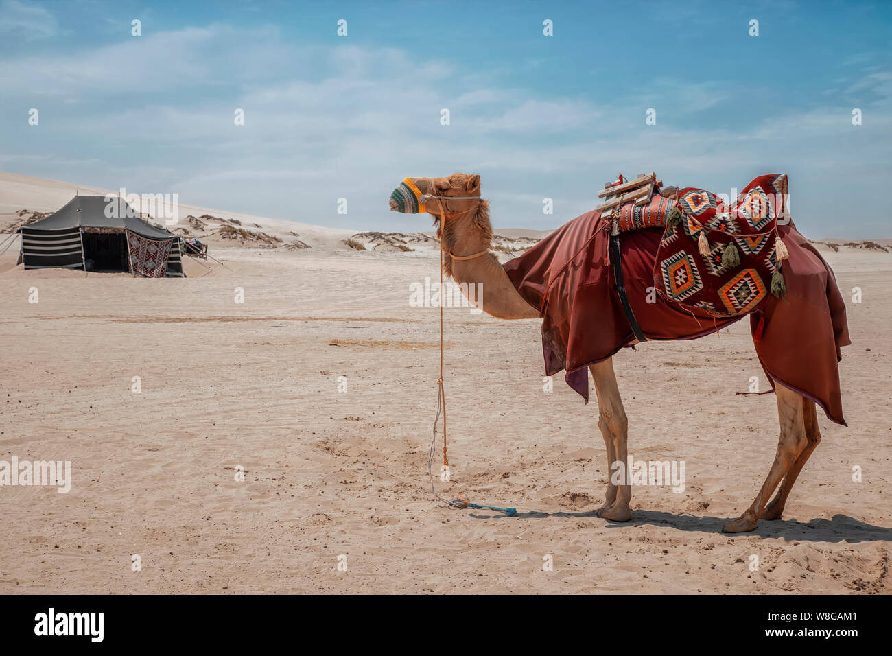 Doha Sea line, Qatar April 2019 Camping in Desert, Camel with Desert Tent at seline beach Stock Photo