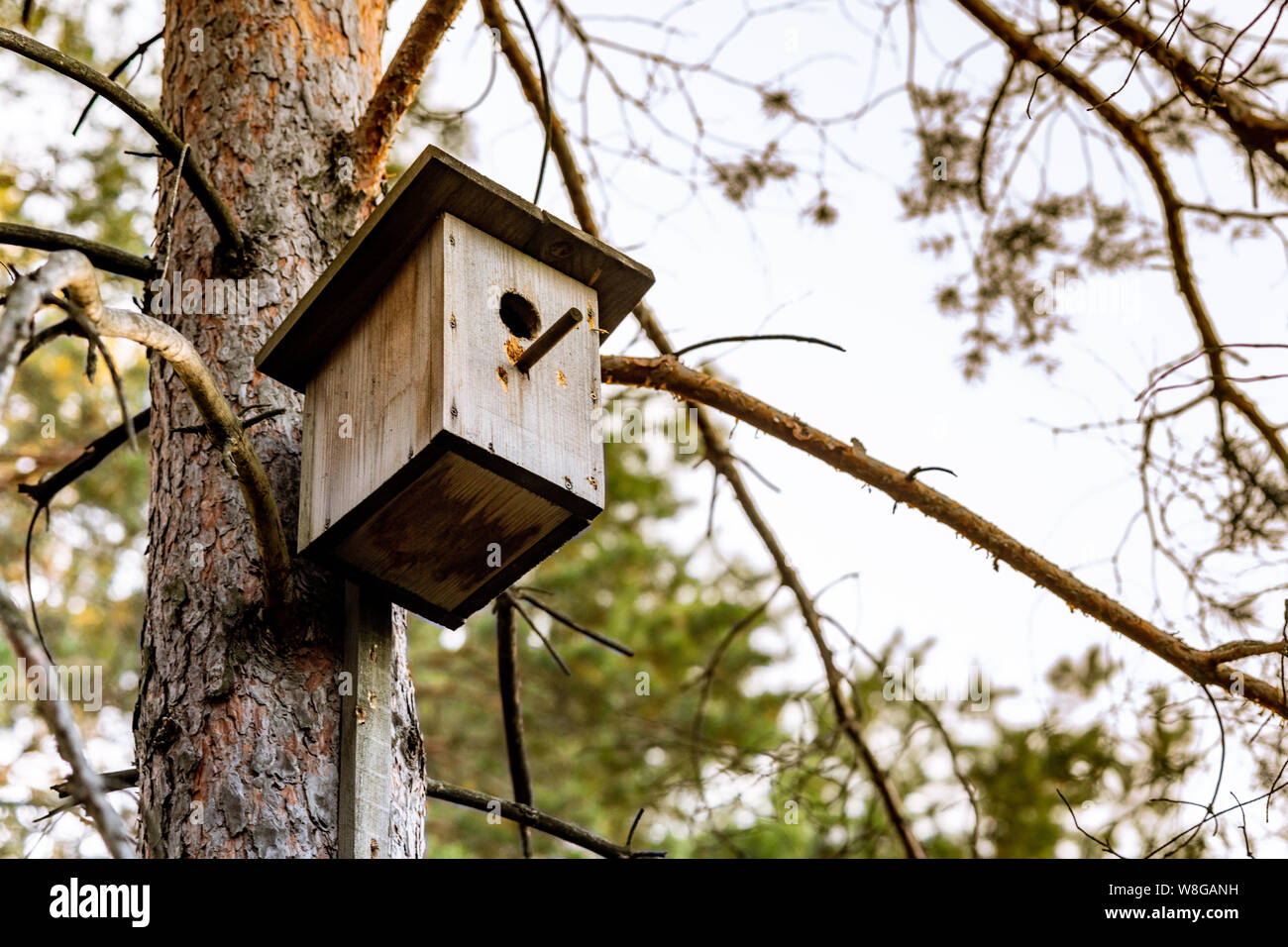 Birdhouse on a pine in the forest. Simple birdhouse design. Shelter for