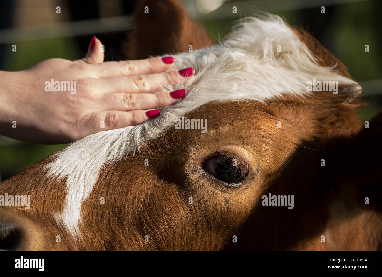 Woman with painted fingernails petting a cow Stock Photo