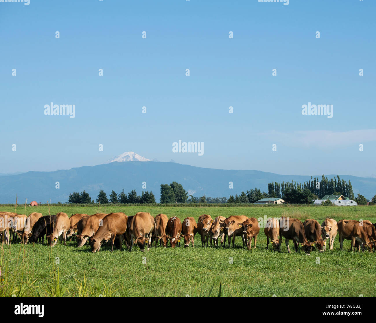 Wa dairy farm hi-res stock photography and images - Alamy