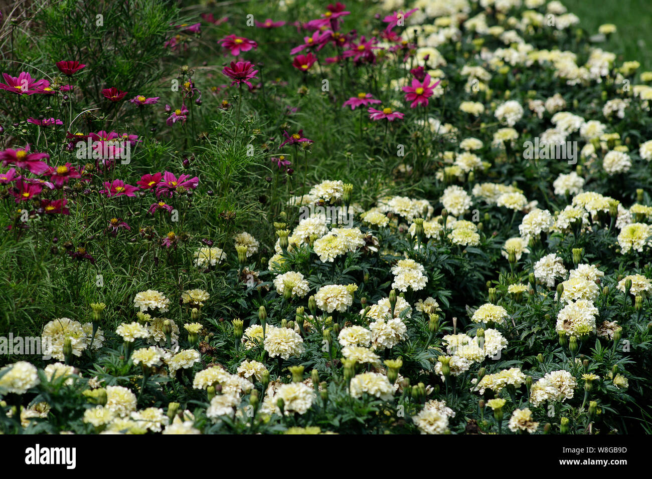 Flower bed in the city Park. A beautiful combination of bright pink cosmea and cream marigolds landscape design Stock Photo