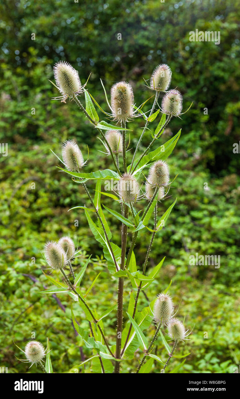 Group of Teasels in the East Aberthaw Nature Reserve in the Vale of Glamorgan south Wales Stock Photo