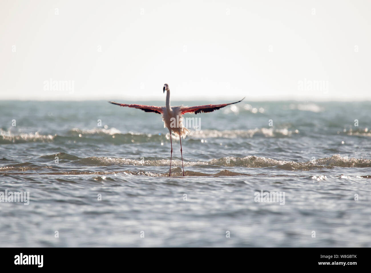 Pink Flamingo in middle of the sea Stock Photo