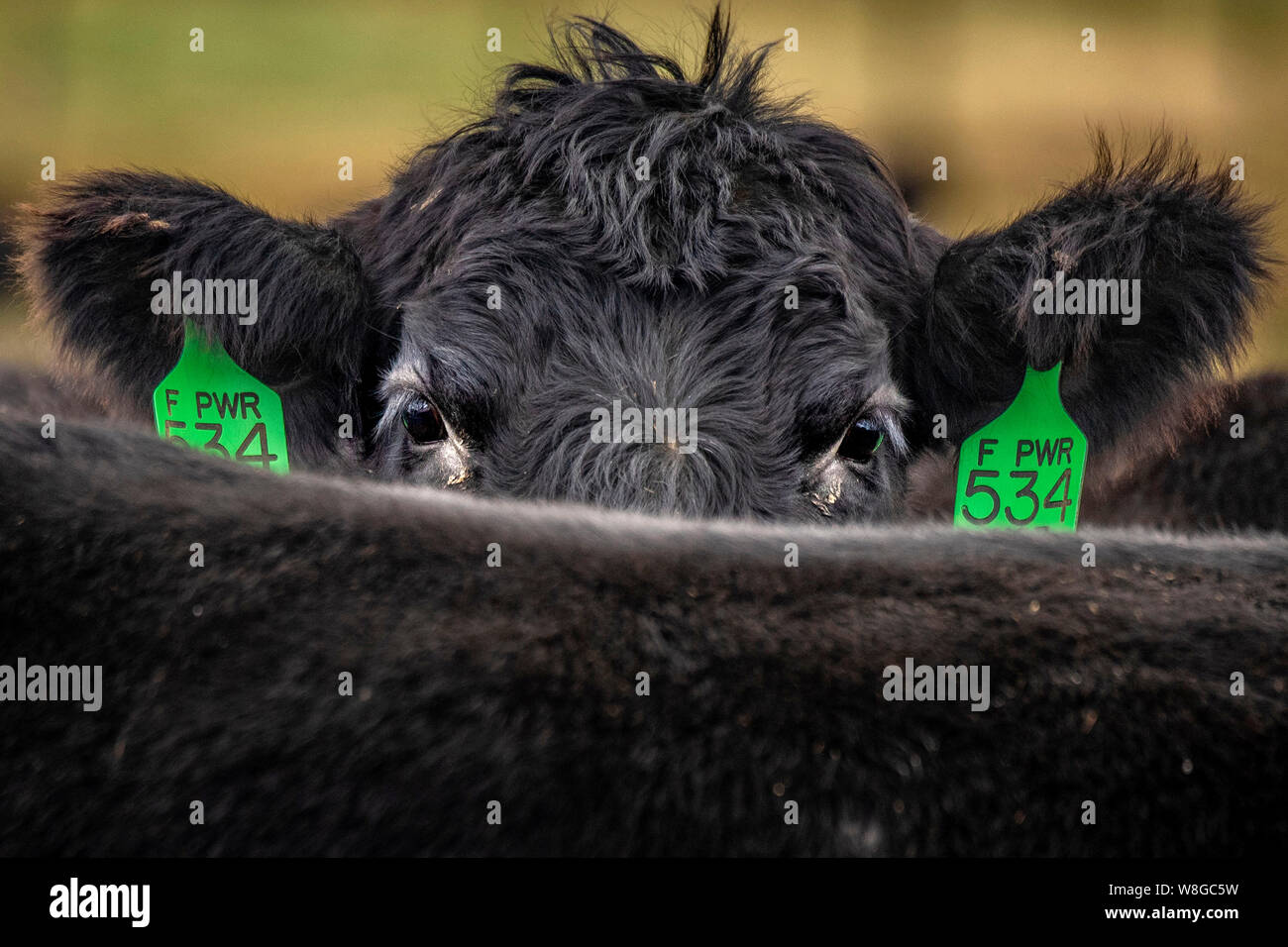 Eyes of a black angus cow sneaking a peek at a camera, green identification tags on her ears Stock Photo
